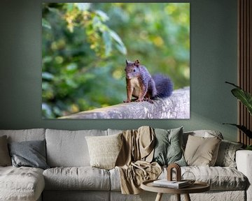 Eichhörnchen auf einem Holzbalken von ManfredFotos