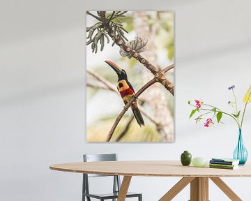 Toucan | Costa Rica | bird by Femke Ketelaar