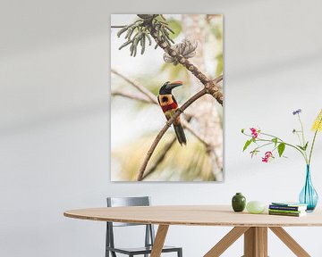 Splendeur tropicale - Toucan au Costa Rica sur Femke Ketelaar