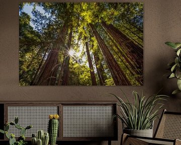 Sunlight In The Redwoods by Joseph S Giacalone Photography