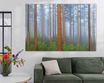 Straight trunks and greenery in a misty forest by Sjaak den Breeje