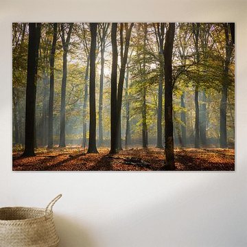 Sunrise with mist in the beech forest on the Utrechtse Heuvelrug - Netherlands