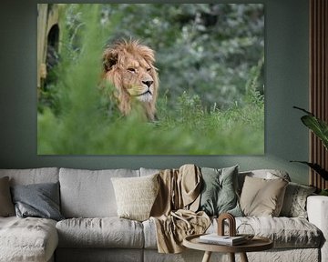 Leo