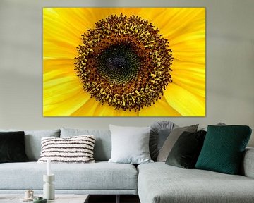 Sonnenblume von Maickel Dedeken