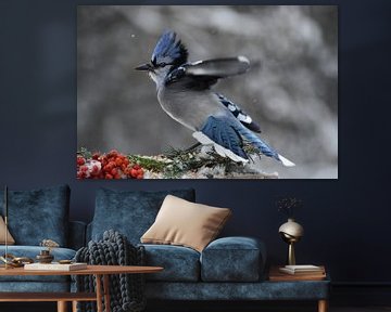A blue jay at the garden feeder by Claude Laprise