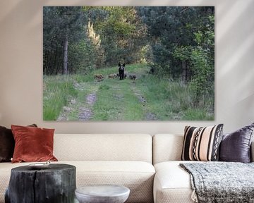 Crossing wild boar in National Park de Meinweg by Jack's Eye