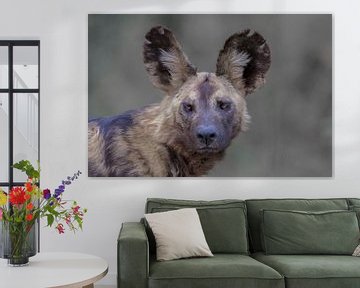Portrait d'un chien sauvage sur Larissa Rand