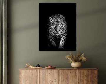 The leopard on a black background by MADK