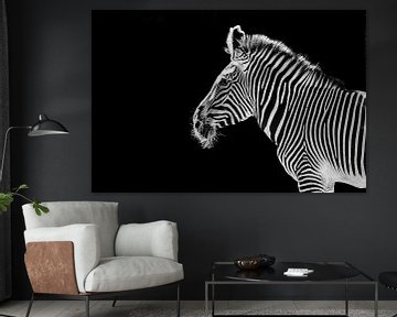 Das Zebra auf schwarzem Hintergrund von MADK