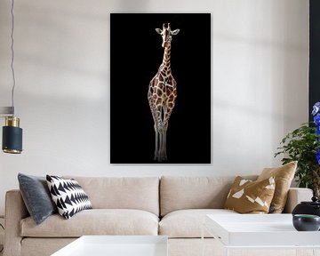 The giraffe on the black background by MADK