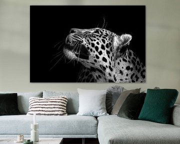 Der Leopard schaut weg auf dem schwarzen Hintergrund von MADK