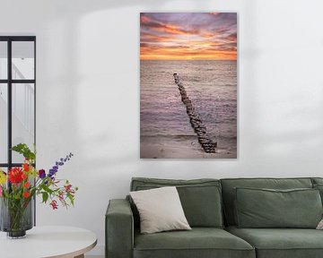 Epi individuel sur la mer Baltique