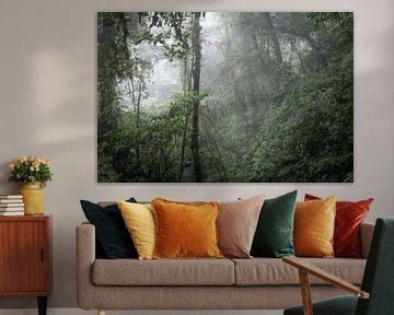 Het mistige regenwoud van Panama van Laurine Hofman