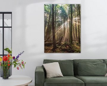 La lumière du soleil le long des grands arbres sur MADK