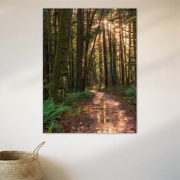 Le chemin forestier dans la forêt verte