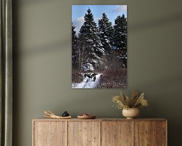 Wild turkeys in winter by Claude Laprise