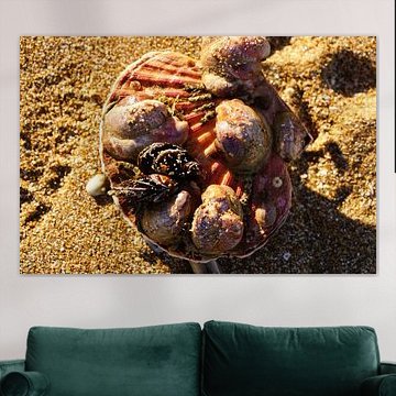 Jacob's mantle overgrown with various other shells