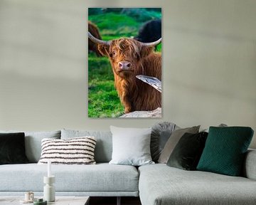 Surprised Scottish Highland cattle by Thorsten Wind