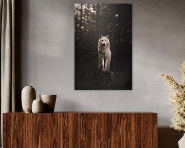 White wolf at dusk by Laura Dijkslag