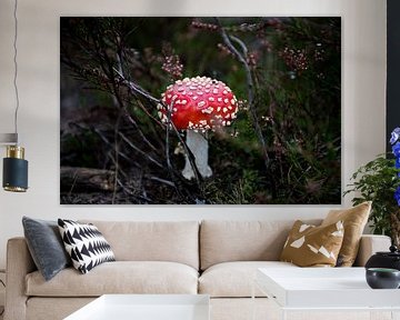 Mushroom red with white dots hidden in Bakkeveen heathland by Wendy de Jong