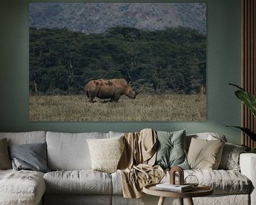Rhinocéros sur G. van Dijk