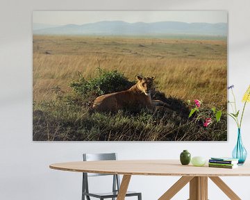 Lioness by G. van Dijk