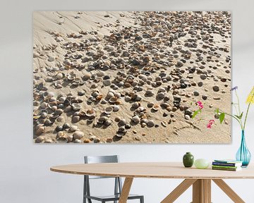 schelpen op het strand