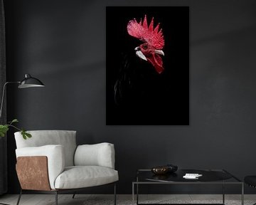Rooster by Ruurd Jelle Van der leij