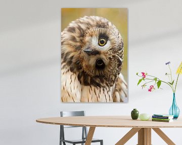 Head of a Short-eared Owl by Ruurd Jelle Van der leij