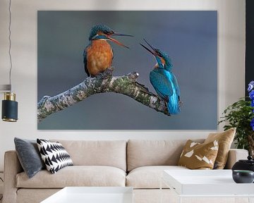 Kingfisher pair by Ruurd Jelle Van der leij