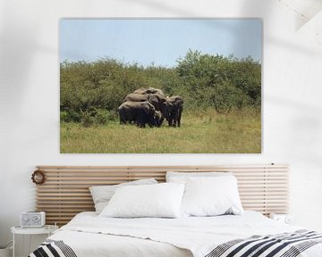 Éléphants sur G. van Dijk