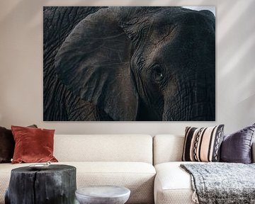 Éléphant sur G. van Dijk
