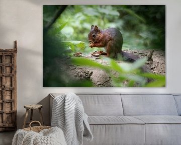 Squirrel in the forest. by Janny Beimers