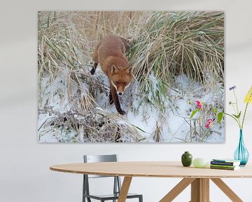 fox in winter by Ruurd Jelle Van der leij