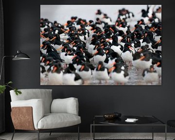 Oystercatchers by Ruurd Jelle Van der leij