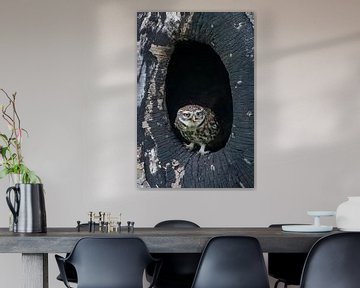 Owl in hollow tree trunk by Wilna Thomas