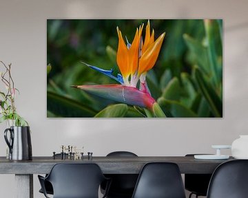 Madeira - Strelitzia reginae bird of paradise flower in Santa Catarina, colorful blossom by adventure-photos