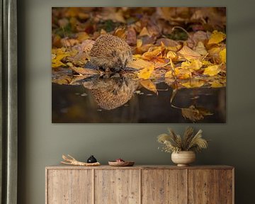 Hedgehog in autumn by Van Karin Fotografie