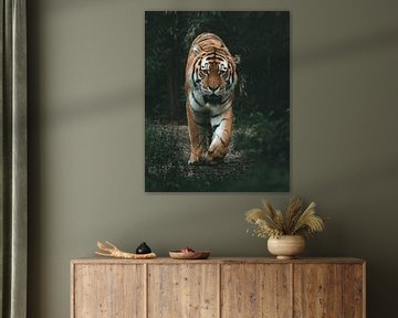 Tiger im Jungle von Nils Hornschuh