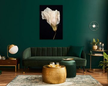 Hibiscus by Karin Bakker Fotografie