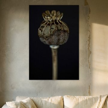 Poppy Love by Karin Bakker Fotografie