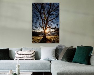 Large tree at sunrise in a hilly landscape in France. by Frans Scherpenisse