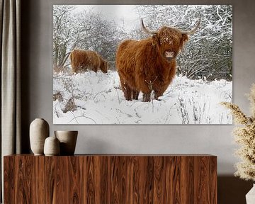 Schottischer Hochländer im Winter von Paul van Gaalen, natuurfotograaf