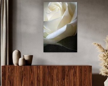 White rose with leaf by Margot van den Berg