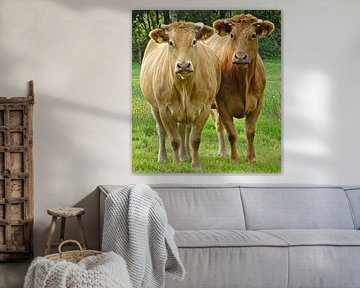 Gemeinsam zwei Kühe auf der grünen Wiese in Friesland 