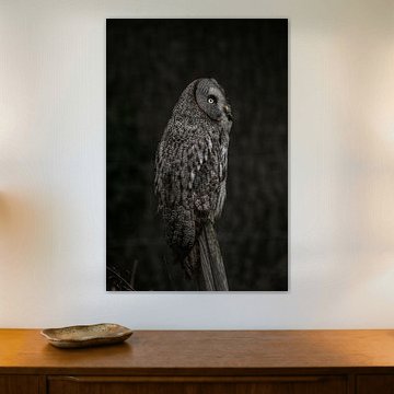 Chouette de Laponie au coucher du soleil