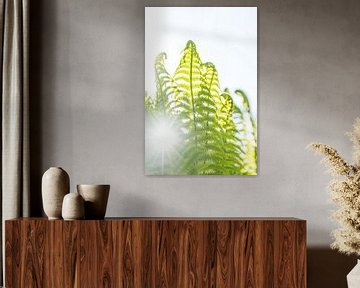 Fern against the light by Denis Feiner