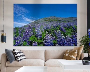 Islande - Belle colline couverte de fleurs de lupin violet sur adventure-photos