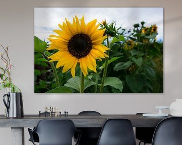 Magnifique énorme tournesol jaune fleurissant en été sur adventure-photos