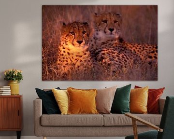 Cheeta van Paul van Gaalen, natuurfotograaf